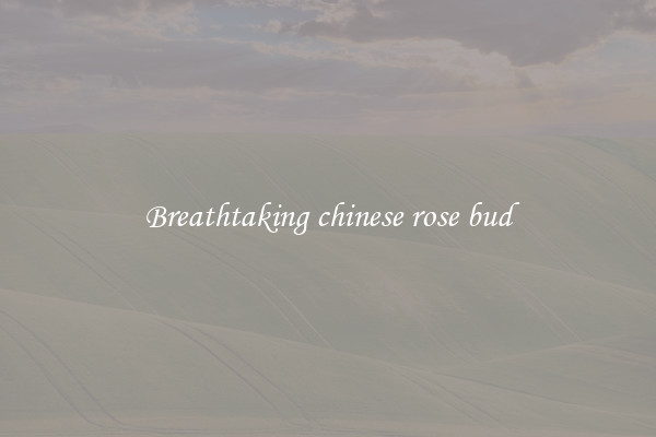 Breathtaking chinese rose bud